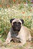 BULLMASTIFF 238